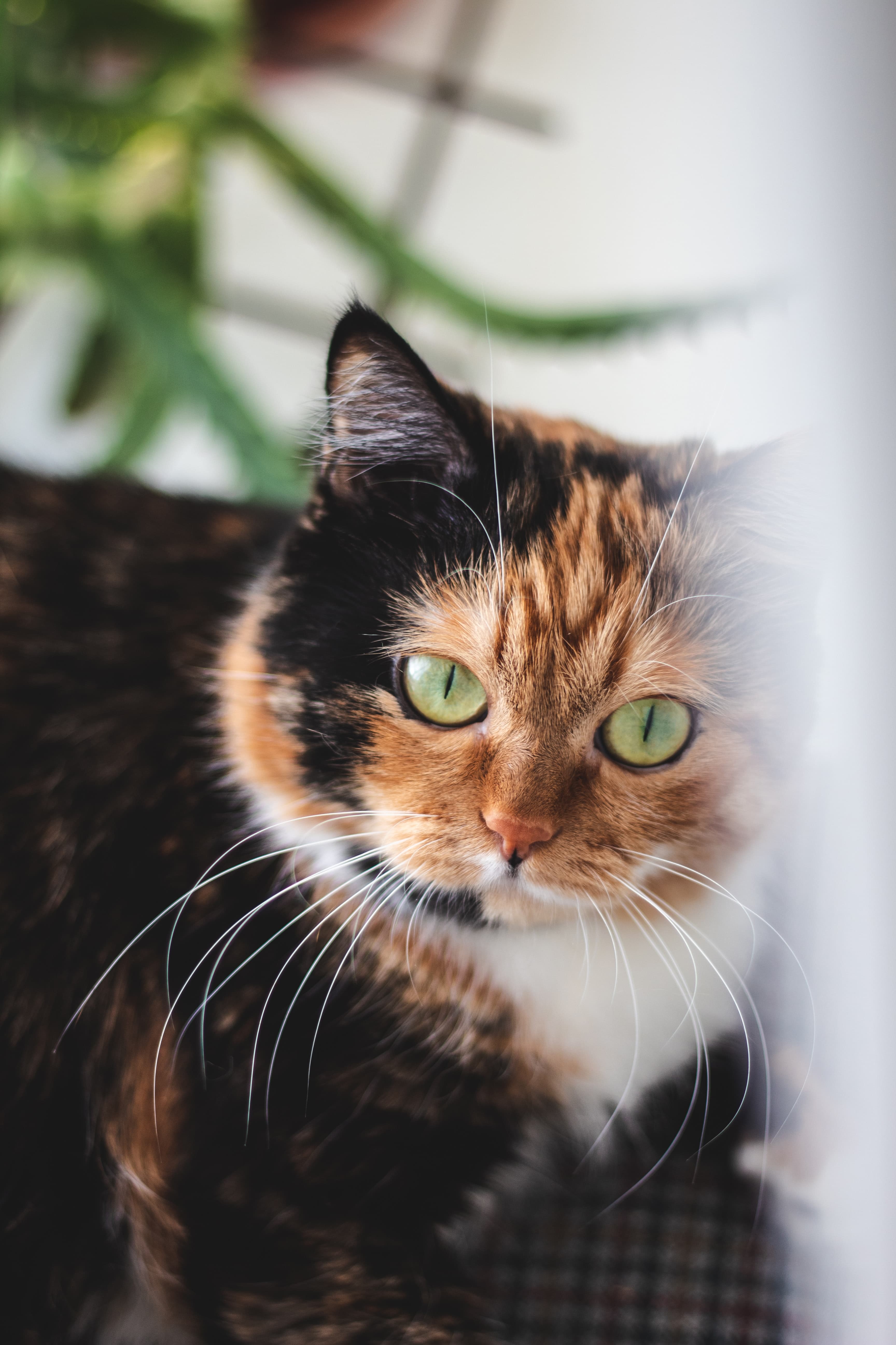 KEDİ KOLEKSİYONU