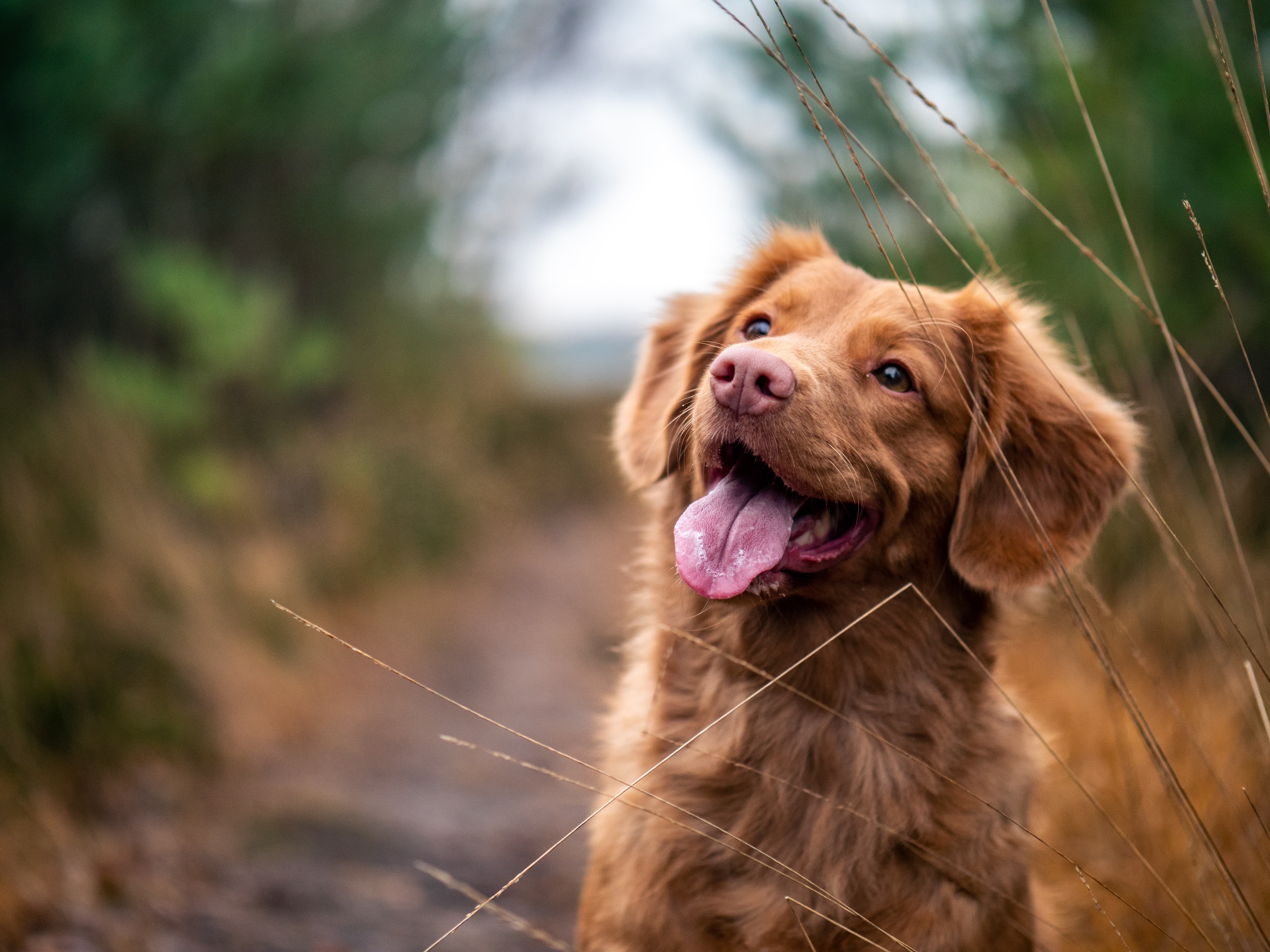 KÖPEK KOLEKSİYONU